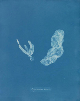 Anna Atkins - Asperococcus Turneri.webp