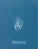 Bangia fuscopurpurea - Anna Atkins — artwork view