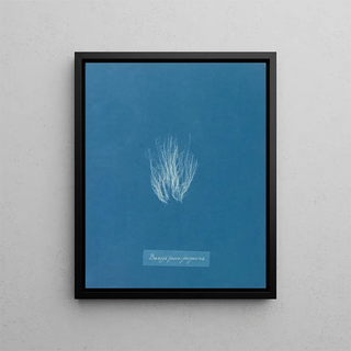 Anna Atkins - Bangia fuscopurpurea.webp