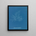 Bonnemaisonia asparagoides - Anna Atkins — gerahmtes Bild an der Wand