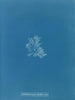 Callithamnion hookeri var. - Anna Atkins — Ansicht des Kunstwerks