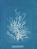 Callithamnion plumula - Anna Atkins — Ansicht des Kunstwerks