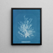 Callithamnion plumula - Anna Atkins — gerahmtes Bild an der Wand