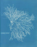 in ceramica rossa - Anna Atkins — vista dell’opera