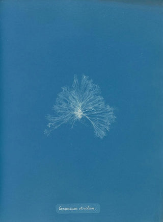Anna Atkins - Ceramium strictum.webp