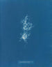 Chondrus crispus var. - Anna Atkins — vista dell’opera
