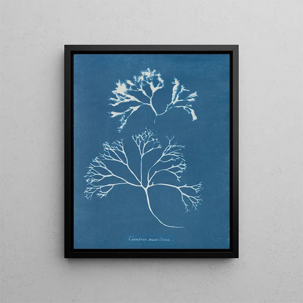 Anna Atkins - Chondrus mamillosus.webp