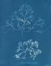 Chondrus membranifolius - Anna Atkins — Ansicht des Kunstwerks
