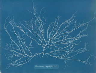 Anna Atkins - Chordaria flagelliformis.webp