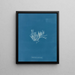 Chylocladia articulé - Anna Atkins — quadro incorniciato alla parete