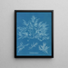 Chylocladia clavellosa - Anna Atkins — quadro incorniciato alla parete