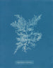 Chylocladia califormis - Anna Atkins — vista dell’opera