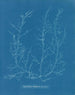 Chylocladia kaliformis nei frutti - Anna Atkins — vista dell’opera