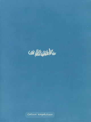 Anna Atkins - Codium amphibium.webp