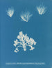 Conferva arcta i tre esemplari superiori in giovane età - Anna Atkins — vista dell’opera