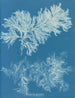 Comparer mince - Anna Atkins — vista dell’opera