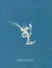 Conferva rouillé - Anna Atkins — Ansicht des Kunstwerks