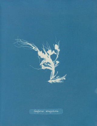 Anna Atkins - Conferva ruginosa.webp
