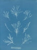 Coralline allungato - Anna Atkins — vista dell’opera