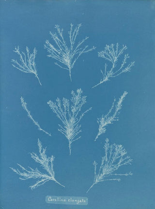 Anna Atkins - Corallina elongata.webp