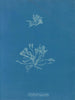 Scaglie coralline - Anna Atkins — vista dell’opera