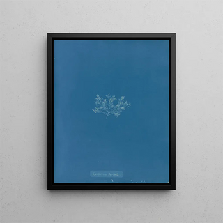 Anna Atkins - Cystoseira barbata.webp