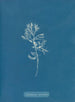 Cystoseira ericoides - Anna Atkins — vista dell’opera