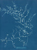 Cystoseira fibrosa - Anna Atkins — vista dell’opera