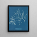 Cystoseira foeniculacea - Anna Atkins — quadro incorniciato alla parete
