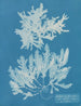 Delesseria sinuosa margine ciliata con frutto - Anna Atkins — vista dell’opera