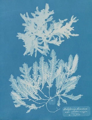 Anna Atkins - Delesseria Sinuosa va ciliated margin a in fruit.webp