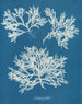 Delesseria ailée - Anna Atkins — vista dell’opera