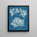 Delesseria ailée - Anna Atkins — quadro incorniciato alla parete