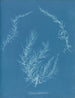 Delesseria hypoglossum - Anna Atkins — vista dell’opera