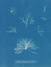 Delesseria hypoglossum nei frutti - Anna Atkins — vista dell’opera