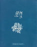 Delesseria ruscifolia - Anna Atkins — Ansicht des Kunstwerks