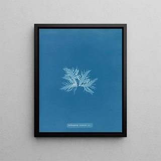 Anna Atkins - Delesseria sinuosa var.webp