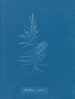 Dichloria viridis - Anna Atkins — vista dell’opera