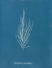 Dictyosiphon foeniculacea - Anna Atkins — vista dell’opera