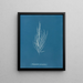 Dictyosiphon foeniculacea - Anna Atkins — quadro incorniciato alla parete