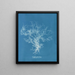 Dictyota dichotoma - Anna Atkins — gerahmtes Bild an der Wand