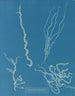 Dumontia filiformis - Anna Atkins — Ansicht des Kunstwerks