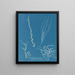Dumontia filiformis - Anna Atkins — gerahmtes Bild an der Wand