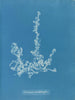 Ectocarpus landsburghii - Anna Atkins — vista dell’opera