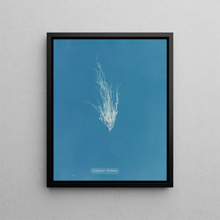 Anna Atkins - Ectocarpus Mertensii.webp