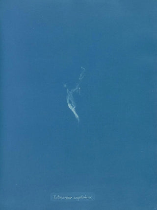 Anna Atkins - Ectocarpus amphibius.webp