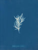 Ectocarpus crinitus - Anna Atkins — Ansicht des Kunstwerks