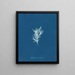 Ectocarpus crinitus - Anna Atkins — gerahmtes Bild an der Wand