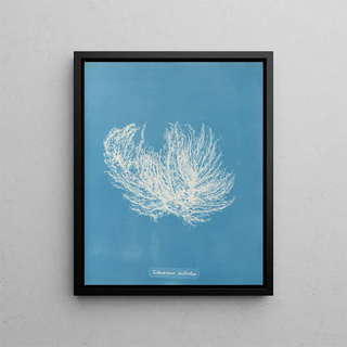 Anna Atkins - Ectocarpus distortus.webp