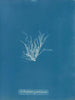 Ectocarpus granulosus - Anna Atkins — vista dell’opera